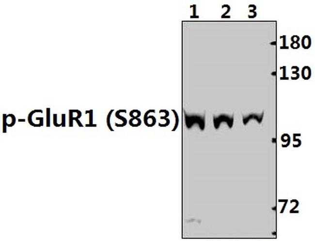 Phospho-GluR1 (Ser863) Antibody in Western Blot (WB)