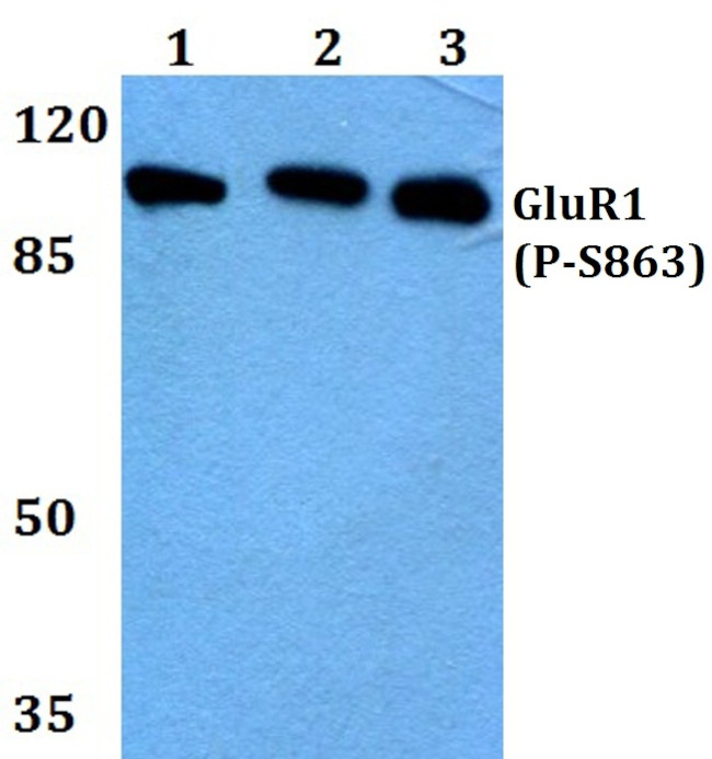 Phospho-GluR1 (Ser863) Antibody in Western Blot (WB)