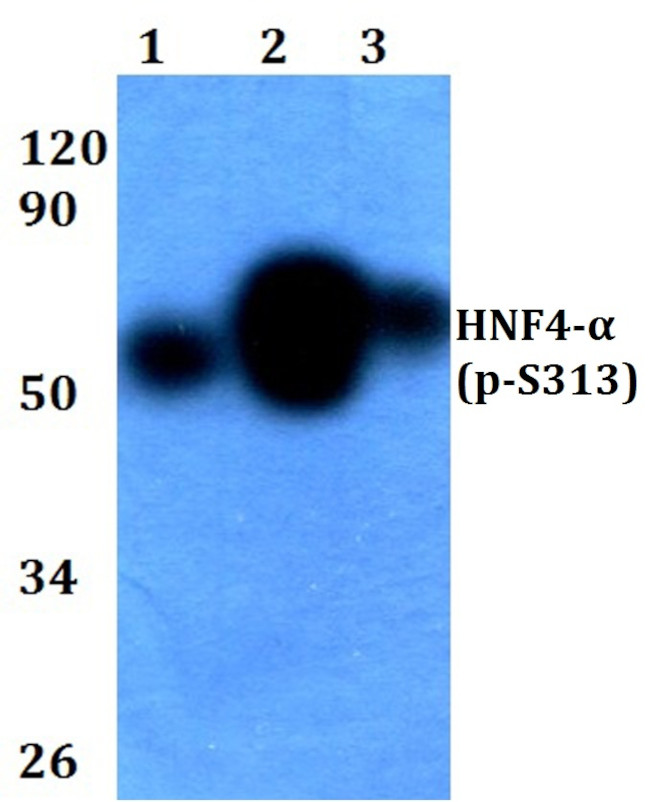 Phospho-HNF4A (Ser313) Antibody in Western Blot (WB)