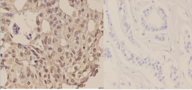 Phospho-LKB1 (Ser428) Antibody in Immunohistochemistry (Paraffin) (IHC (P))