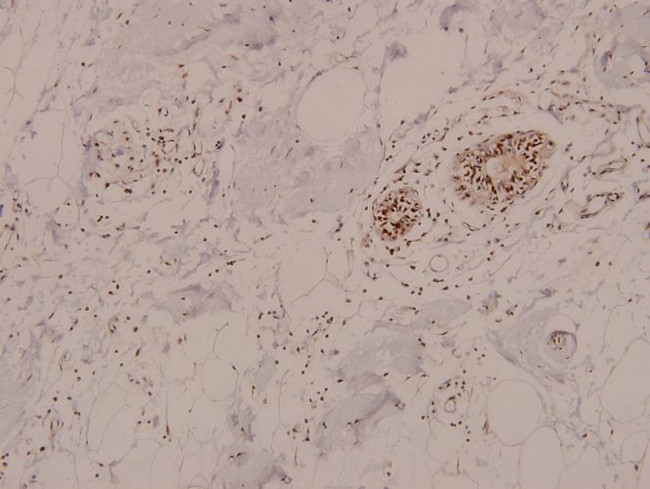 Phospho-AMPK alpha-1,2 (Thr183, Thr172) Antibody in Immunohistochemistry (Paraffin) (IHC (P))