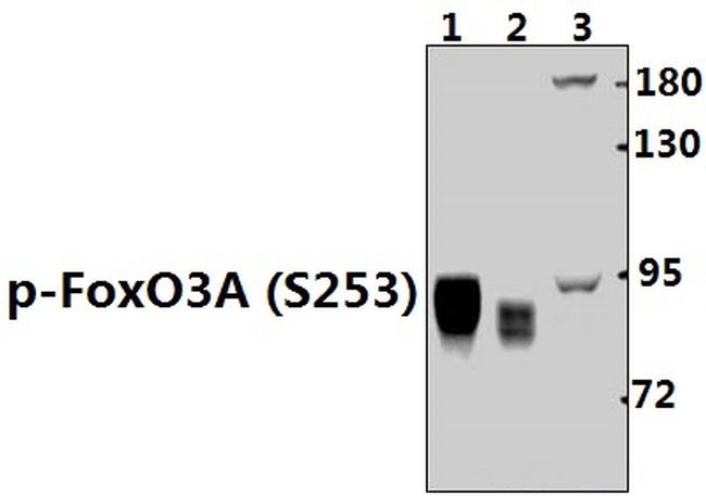 Phospho-FOXO3A (Ser253) Antibody in Western Blot (WB)