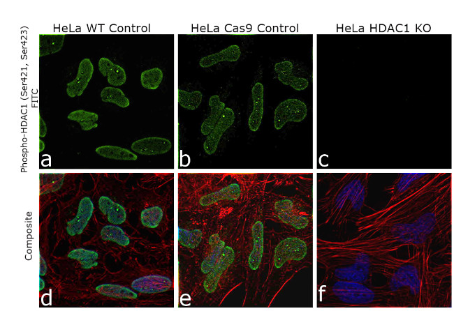 Phospho-HDAC1 (Ser421, Ser423) Antibody in Immunocytochemistry (ICC/IF)