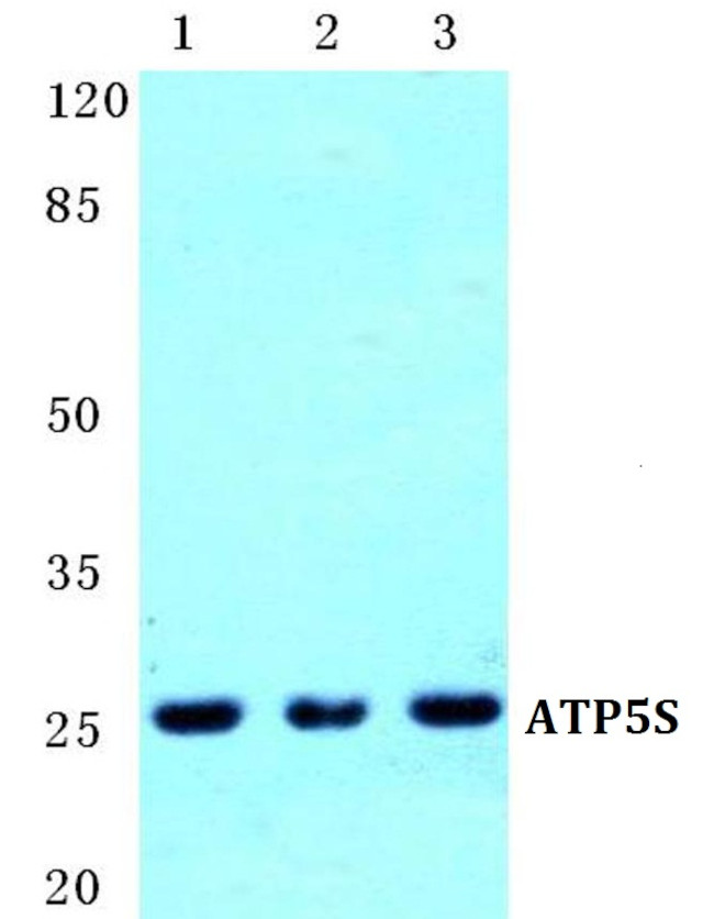 ATP5S Antibody in Western Blot (WB)