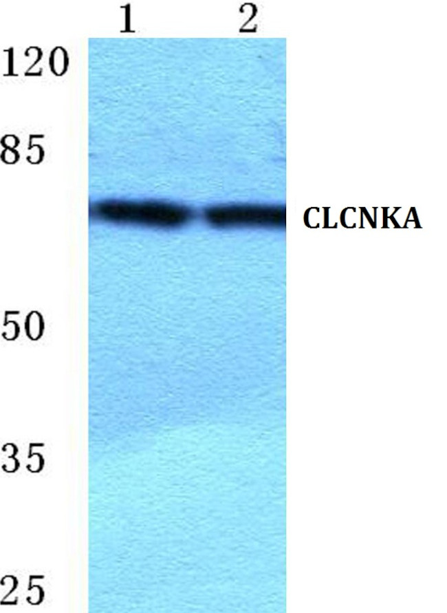 CLCNKA Antibody in Western Blot (WB)