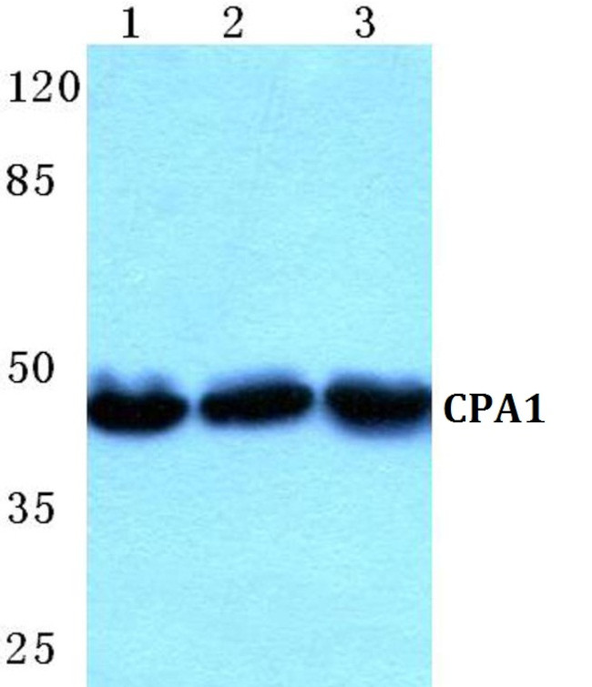 Carboxypeptidase A1 Antibody in Western Blot (WB)