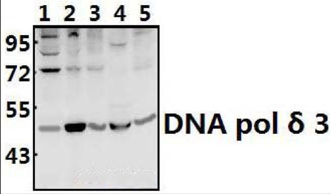 POLD3 Antibody in Western Blot (WB)