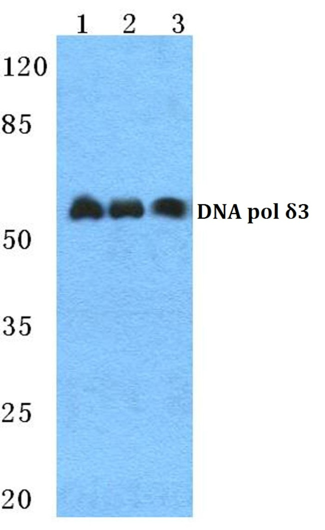 POLD3 Antibody in Western Blot (WB)