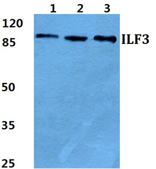 ILF3 Antibody in Western Blot (WB)