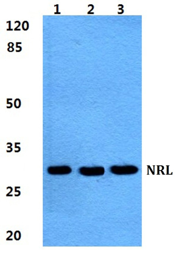 NRL Antibody in Western Blot (WB)