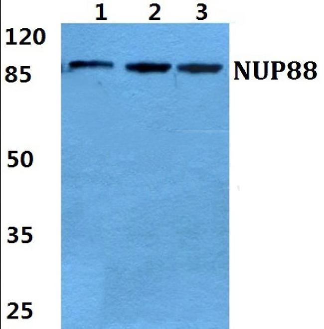 NUP88 Antibody in Western Blot (WB)