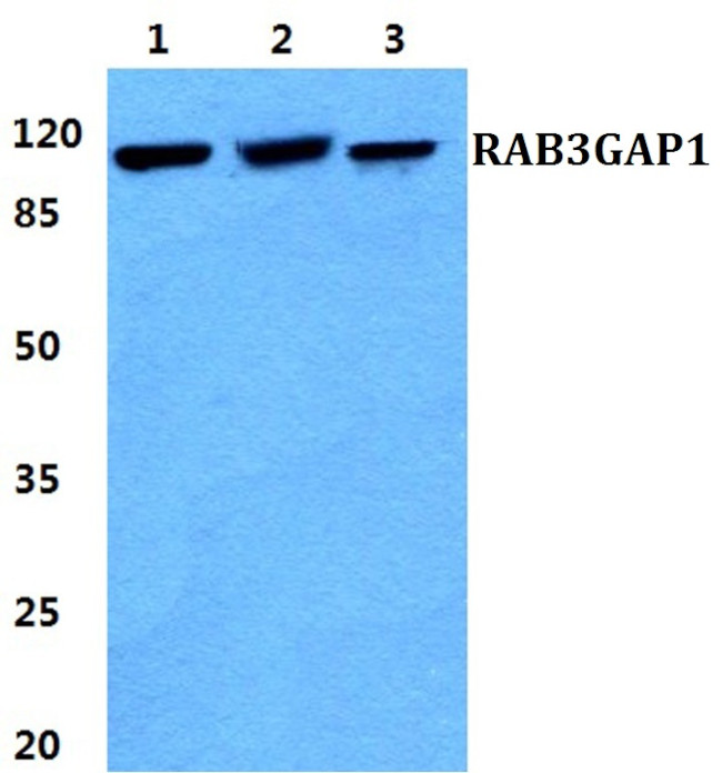 RAB3GAP1 Antibody in Western Blot (WB)
