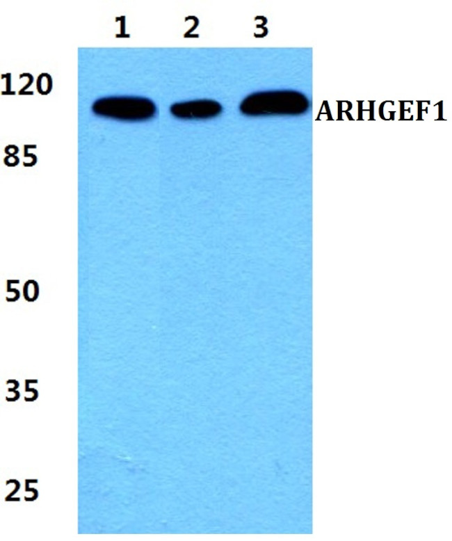 ARHGEF1 Antibody in Western Blot (WB)