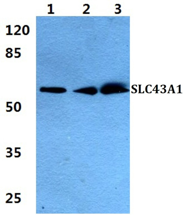 SLC43A1 Antibody in Western Blot (WB)