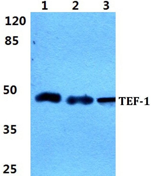 TEF1 Antibody in Western Blot (WB)