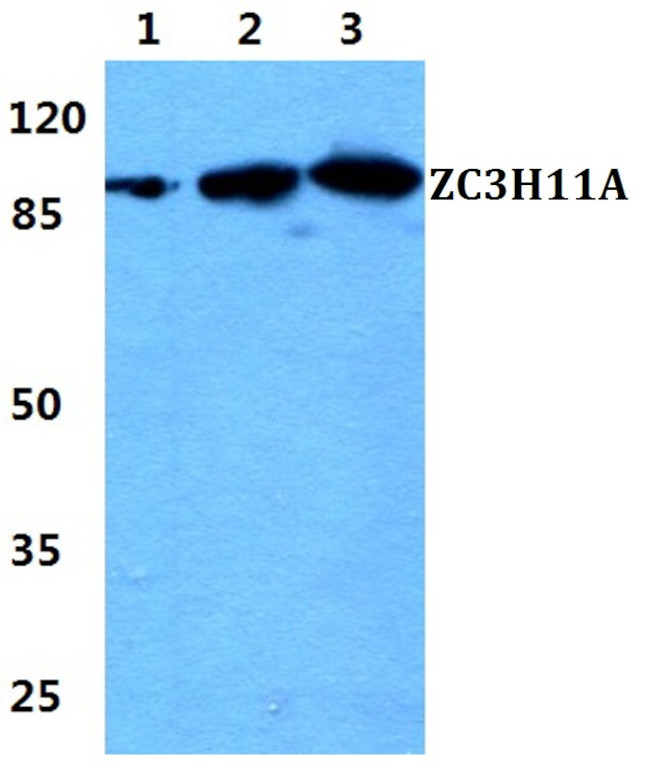 ZC3H11A Antibody in Western Blot (WB)