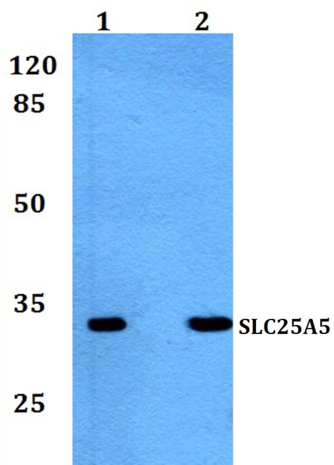 SLC25A5 Antibody in Western Blot (WB)