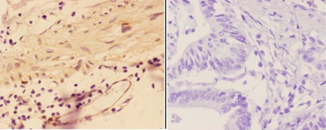 Agrin Antibody in Immunohistochemistry (Paraffin) (IHC (P))