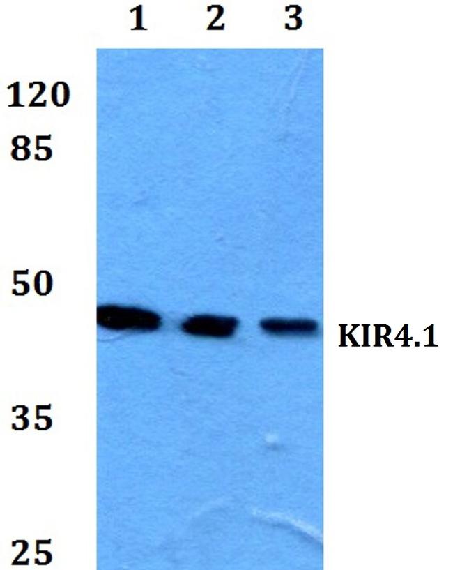 Kir4.1 (KCNJ10) Antibody in Western Blot (WB)