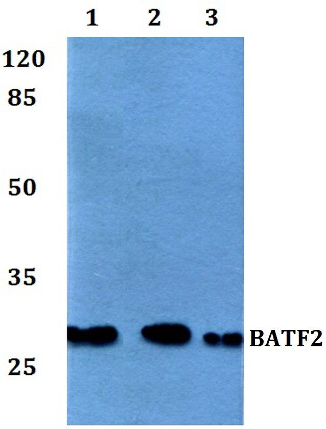 BATF2 Antibody in Western Blot (WB)
