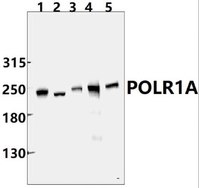 POLR1A Antibody in Western Blot (WB)