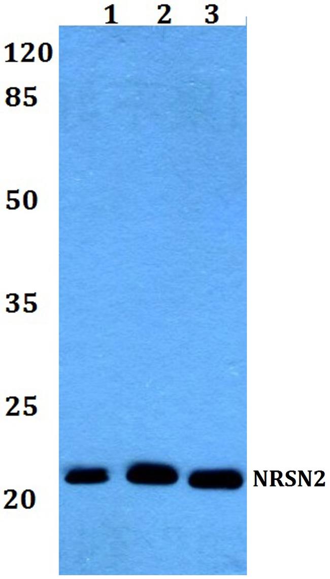 Neurensin 2 Antibody in Western Blot (WB)