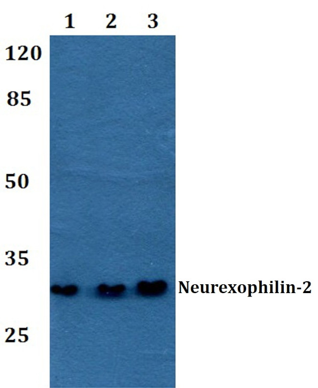 NXPH2 Antibody in Western Blot (WB)