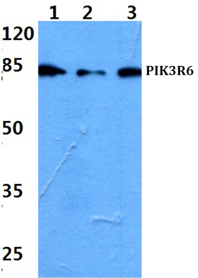 PIK3R6 Antibody in Western Blot (WB)