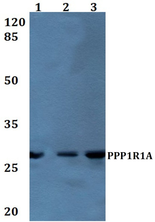 PPP1R1A Antibody in Western Blot (WB)