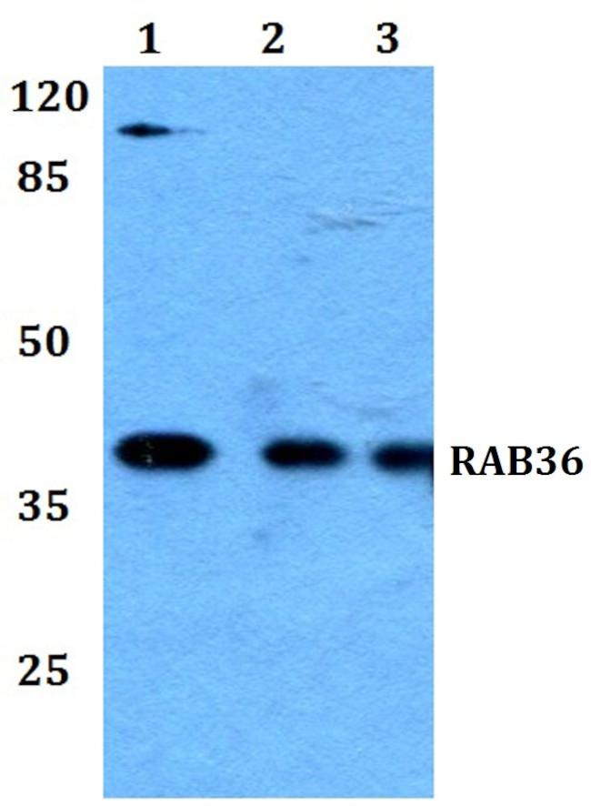 RAB36 Antibody in Western Blot (WB)