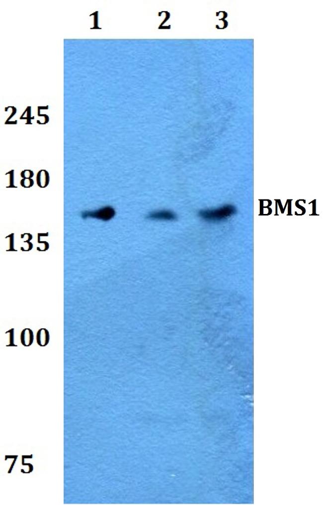 BMS1 Antibody in Western Blot (WB)