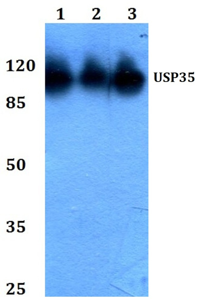 USP35 Antibody in Western Blot (WB)