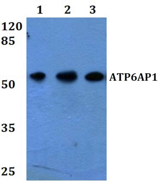 ATP6AP1 Antibody in Western Blot (WB)