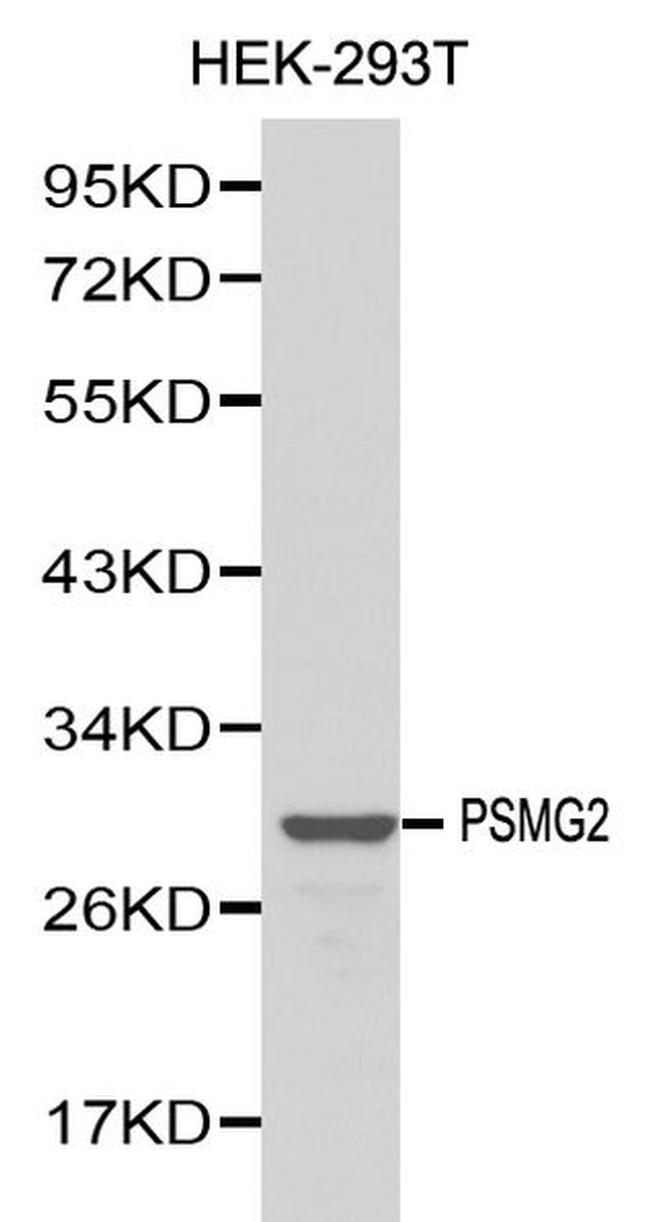 PSMG2 Antibody in Western Blot (WB)