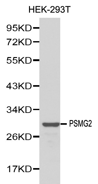 PSMG2 Antibody in Western Blot (WB)