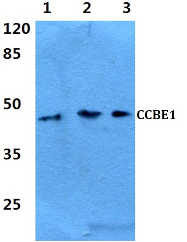 CCBE1 Antibody in Western Blot (WB)