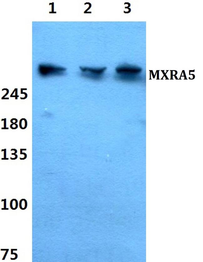 MXRA5 Antibody in Western Blot (WB)