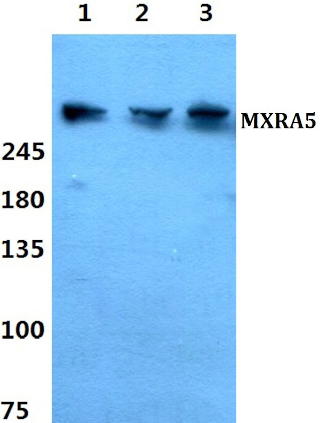 MXRA5 Antibody in Western Blot (WB)