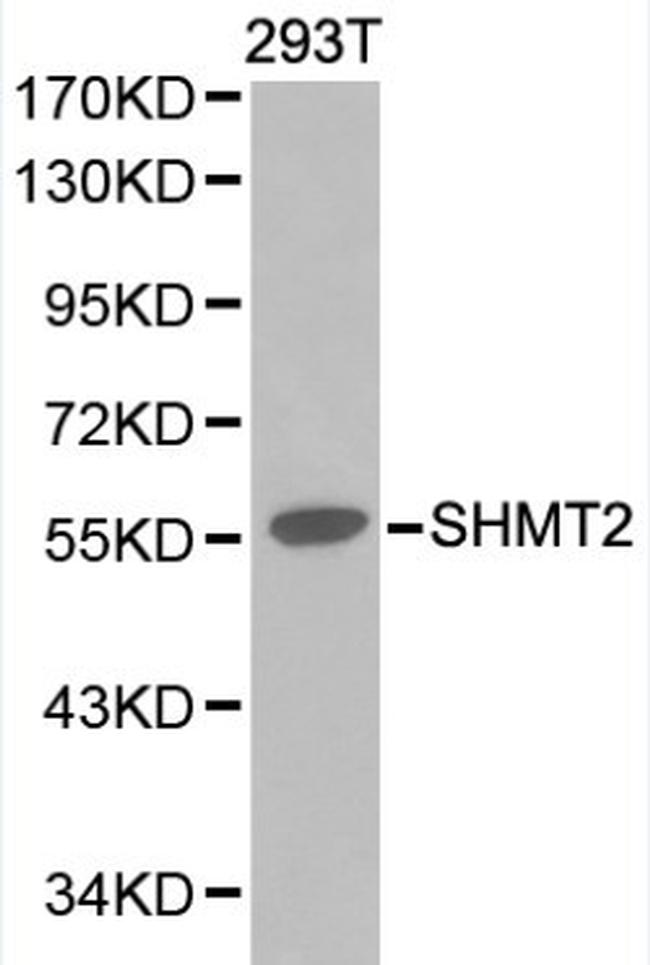 SHMT2 Antibody in Western Blot (WB)