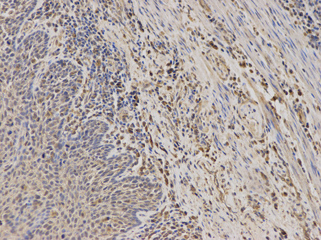 TPMT Antibody in Immunohistochemistry (Paraffin) (IHC (P))