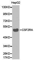 CSF2RA Antibody in Western Blot (WB)