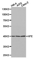 HFE Antibody in Western Blot (WB)