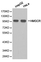 HMGCR Antibody in Western Blot (WB)