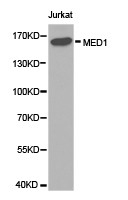 TRAP220 Antibody in Western Blot (WB)