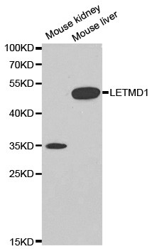 LETMD1 Antibody in Western Blot (WB)