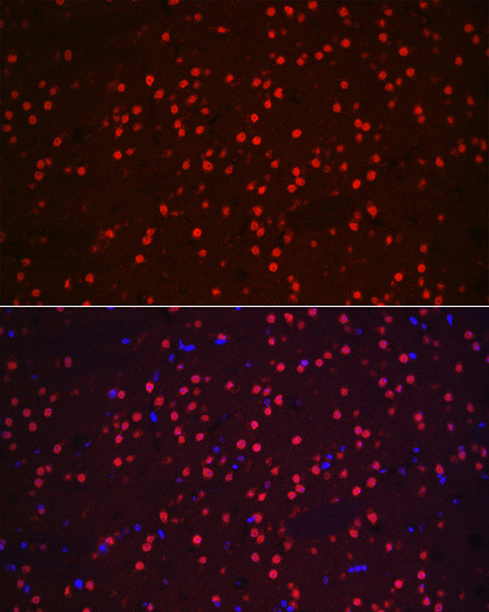 NeuN Antibody in Immunocytochemistry (ICC/IF)