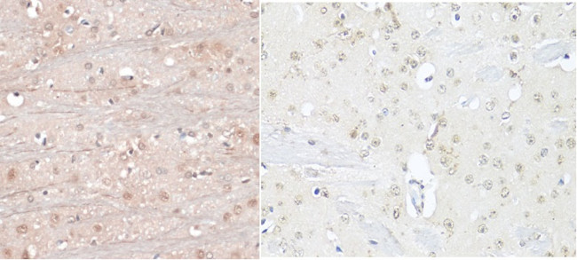 NeuN Antibody in Immunohistochemistry (Paraffin) (IHC (P))