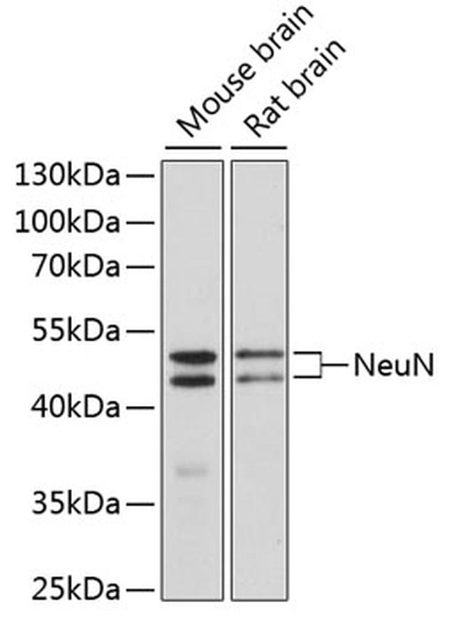 NeuN Antibody in Western Blot (WB)