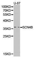 SCN4B Antibody in Western Blot (WB)