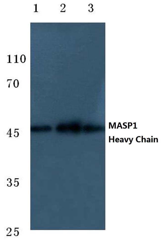 MASP1 Antibody in Western Blot (WB)